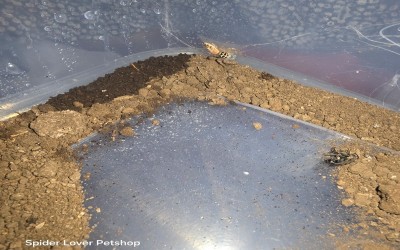 Artabrus Jumping Spider